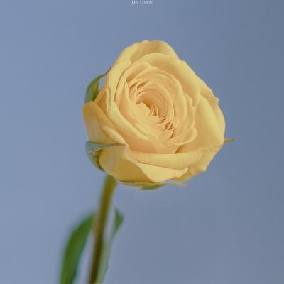 全职法师觉醒变态版下载